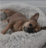 Cama Pelo Gris Claro Con Perro