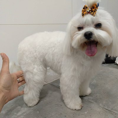 Mascotas El Carmen (3)
