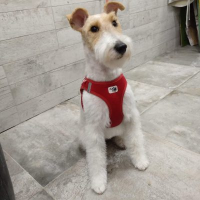 Mascotas El Carmen (4)