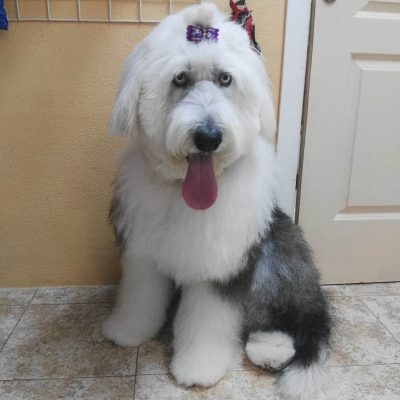 Mascotas El Carmen (7)