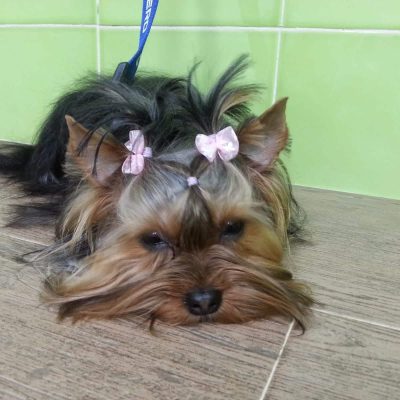 Mascotas El Carmen (8)