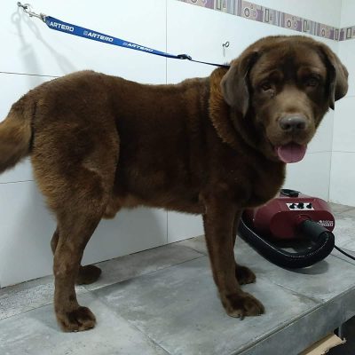 Mascotas El Carmen (9)